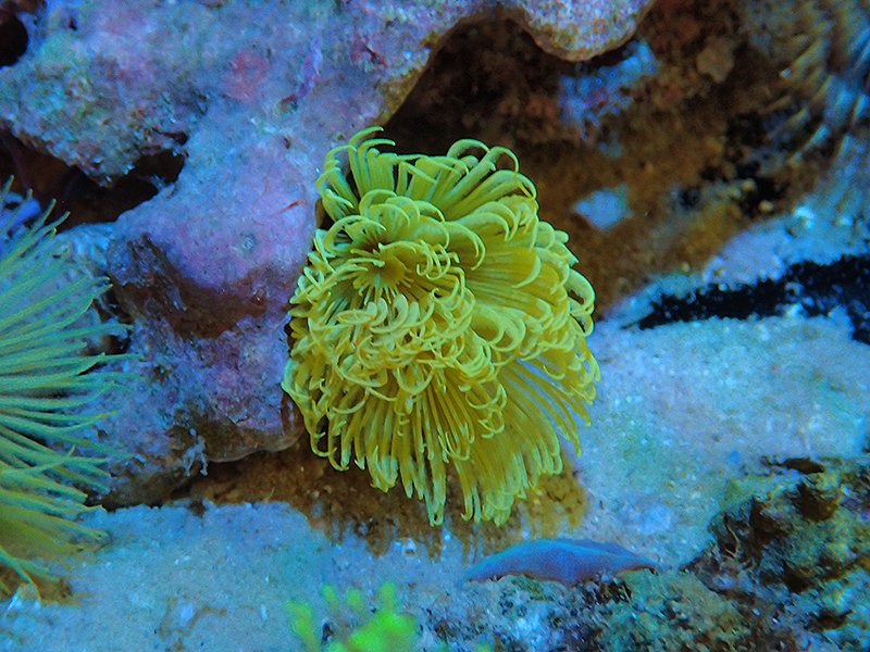 大きな天然サンゴ 約25cm