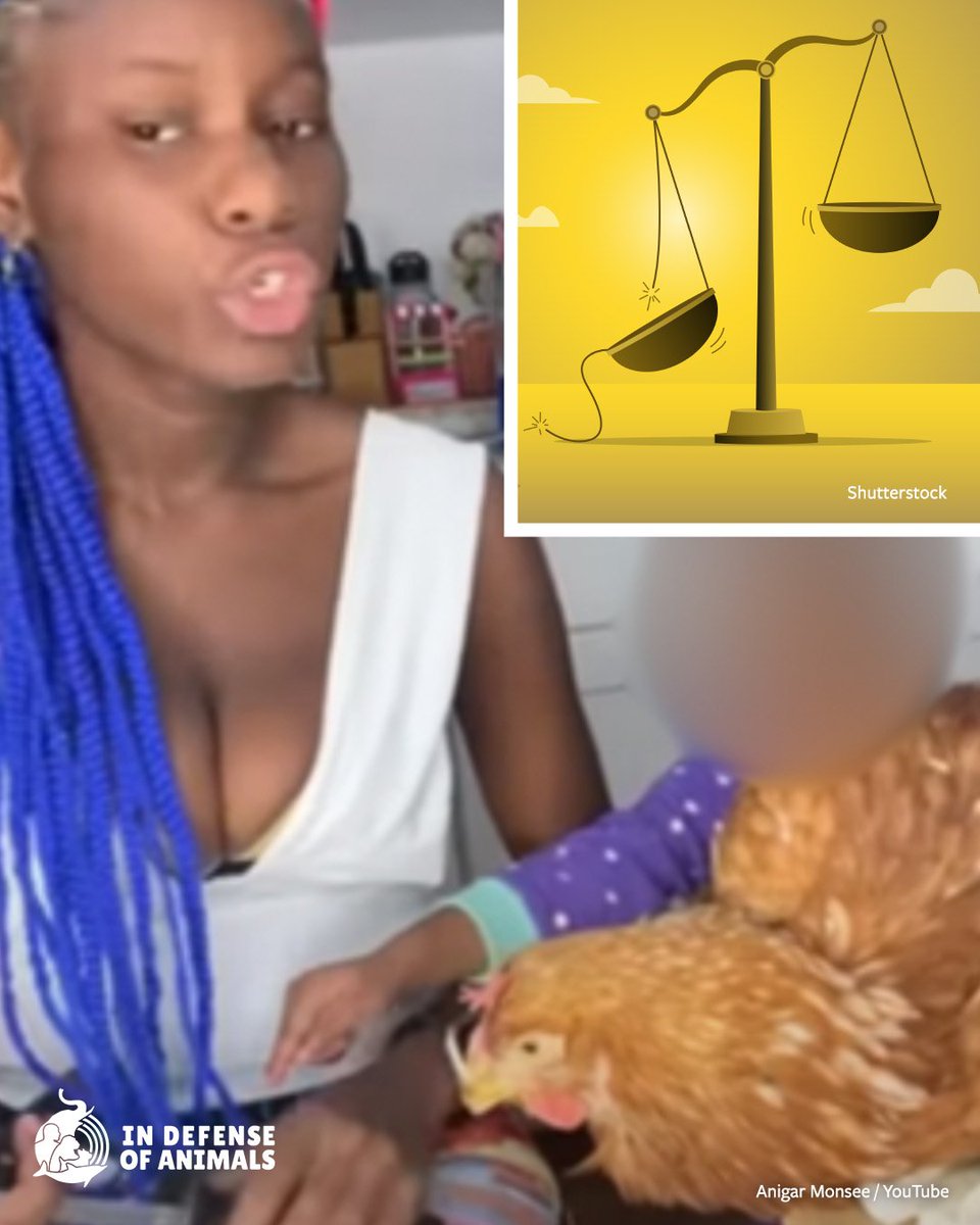 IDAUSA's tweet image. Animals were mutilated for #YouTube likes, &amp;amp; the court looked away.
That failure demands public accountability.
Thank you for refusing to normalize cruelty.
Read more &amp;amp; act now: bit.ly/4qv1faa
Pls RT &amp;amp; support bit.ly/4qFHKM5
#Justice4Animals #NoMoreExcuses