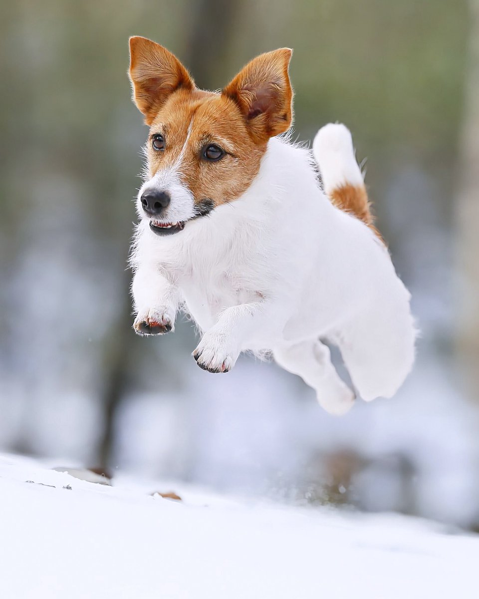 ワインを持って乾杯するジャックラッセルテリア ワイヤーアート, image size:960x1200