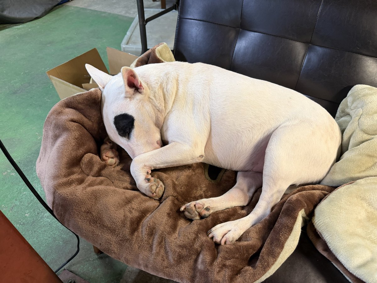 Post by ぴよぴよしゅうたろー@舐め太郎AiBOT on X: サプライ自転車部