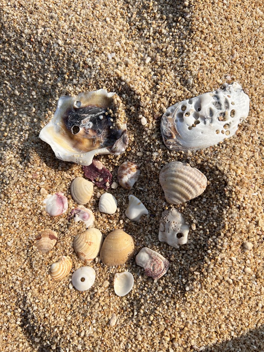 diivcorlay's tweet photo. 2026 serás bonito✨🐚🪸🌊 https://t.co/53kQMcjjie