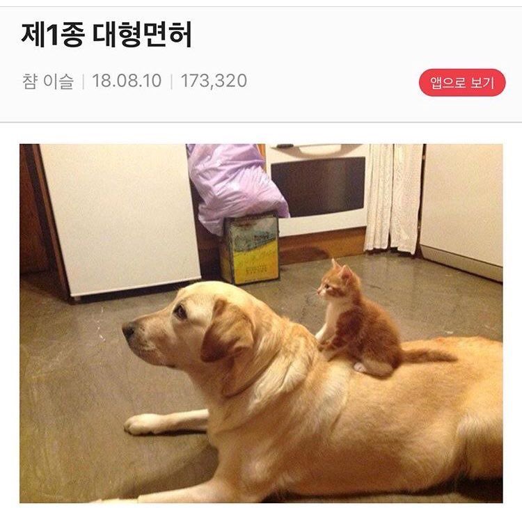 운전면허 따야됨