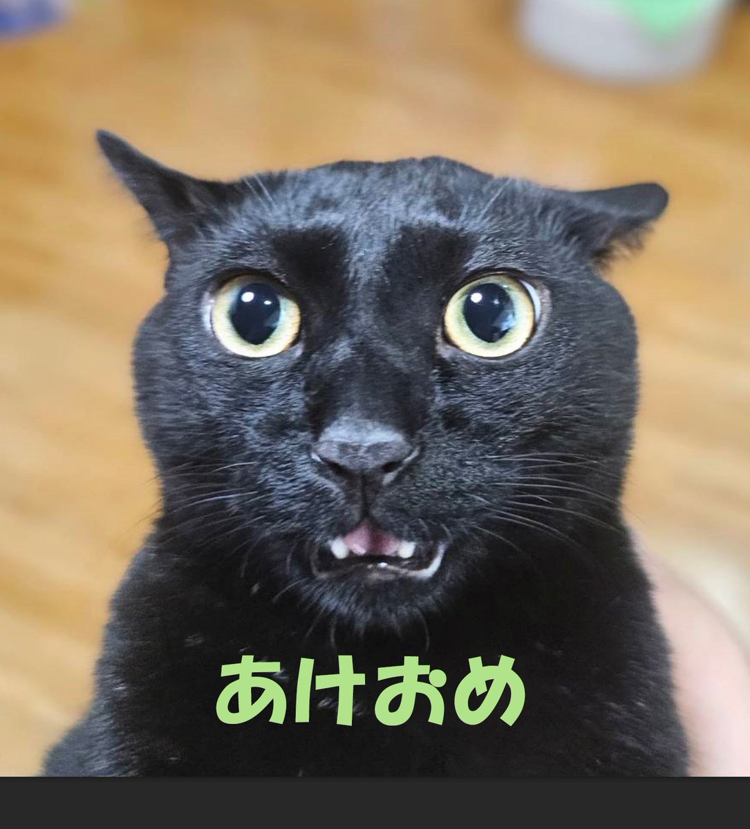 黒猫山 (@kuronekoyama42) / Posts / X