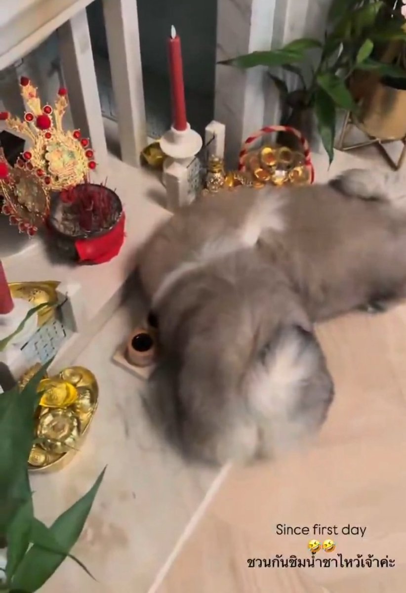 คาบกระดาษไหวเจ้า                 ชิมน้ำชาตี่จู้เอี๊ยะ

/บรรพบุรุษพุมใจ5555555555555555