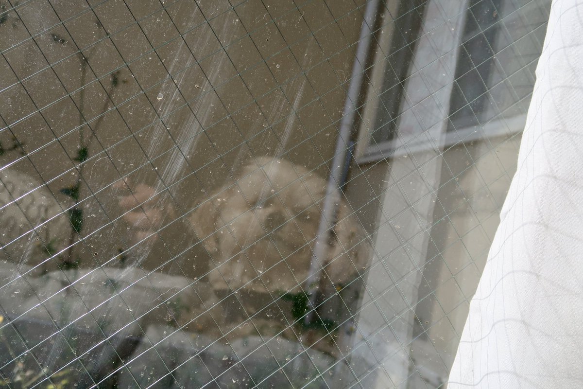 asobou_Riley's tweet photo. 窓越しに目があう

#ペキプー #ミックス犬 #犬のいる生活 #dog https://t.co/7wbqCG268c