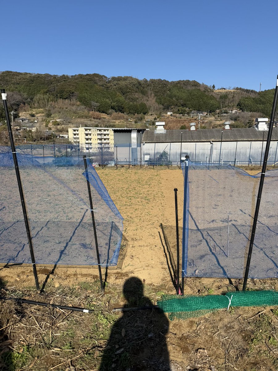 下段の網、巻き巻き 自分で作付面積増やしたのに、網が足りない事は