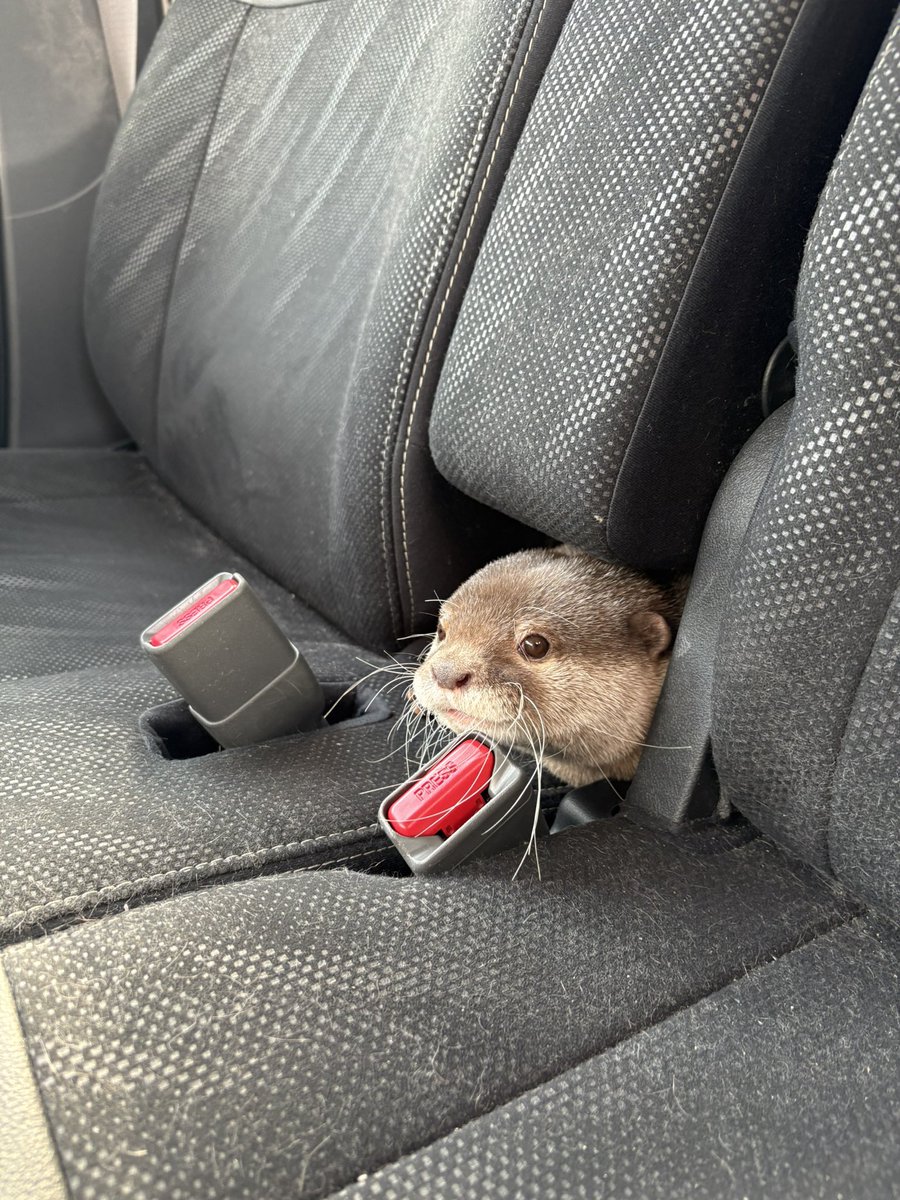 Otter_Uchan's tweet image. ひょっこり|´-`)ﾁﾗｯ