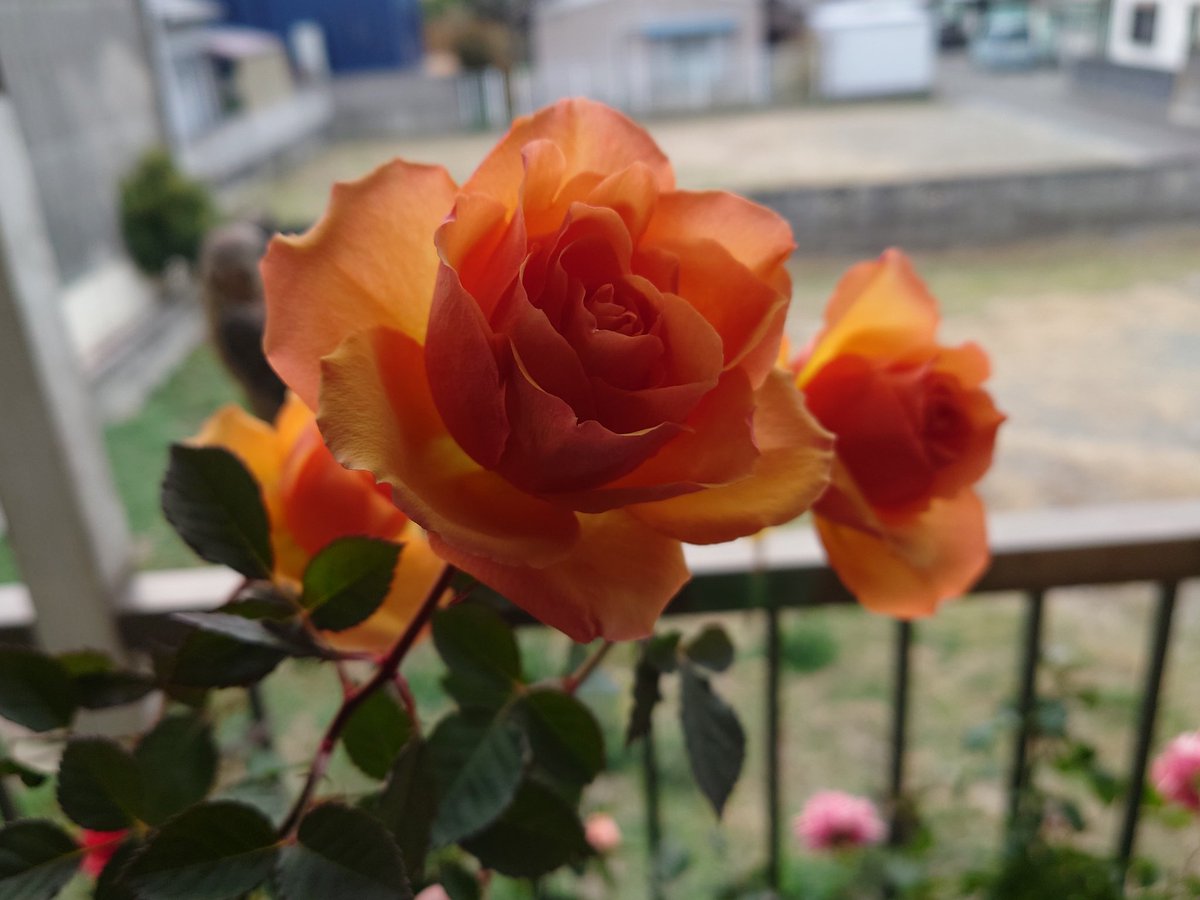 TEIJI🌹 (@TEIJI747) / Posts / X