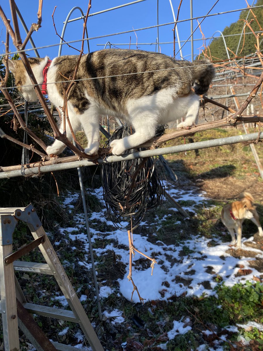 舟ヶ作ぶどう園 (@funegasaku) / Posts / X