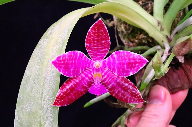 NK】 (@nknk81191345) / Posts / X