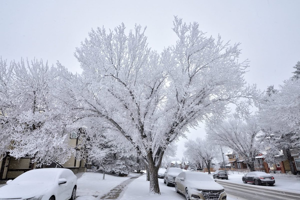 BCD_Albert's tweet photo. Calgary❄️🩵❄️ https://t.co/eyV7ArkTUn