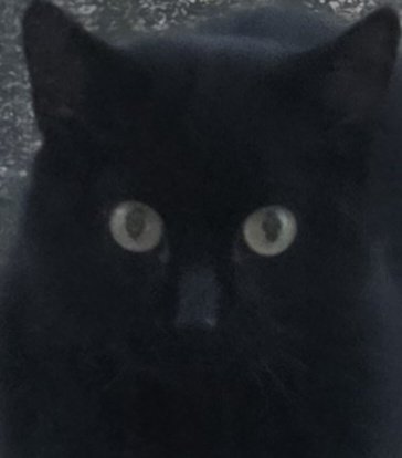 ChadVision's tweet image. Neighbor's cat insisted I let him in so I made him watch Ideon: Be Invoked. I think he liked it 😊