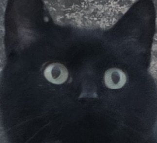 ChadVision's tweet image. Neighbor's cat insisted I let him in so I made him watch Ideon: Be Invoked. I think he liked it 😊