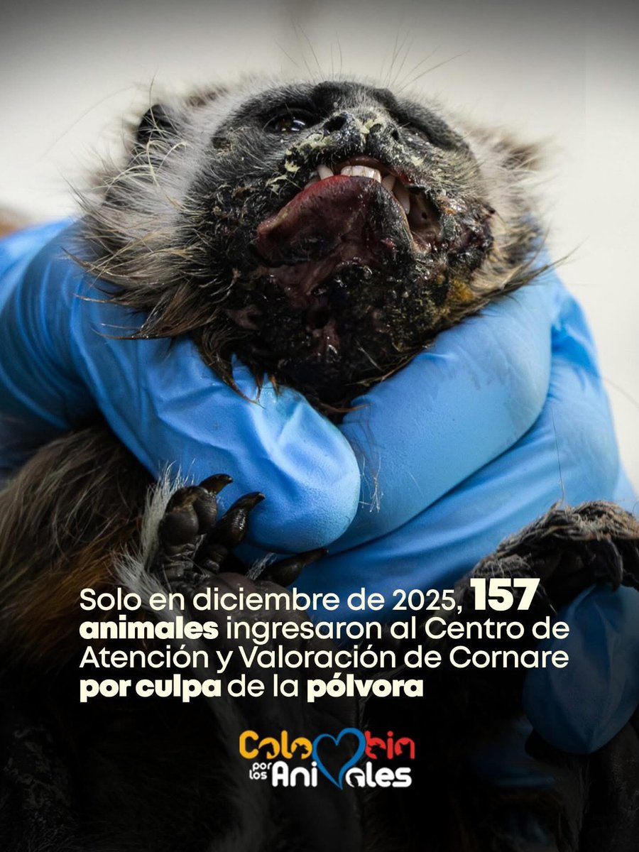 Lo que cuesta hacer felices a unos mongólicos que encuentran goce en causar estruendos.