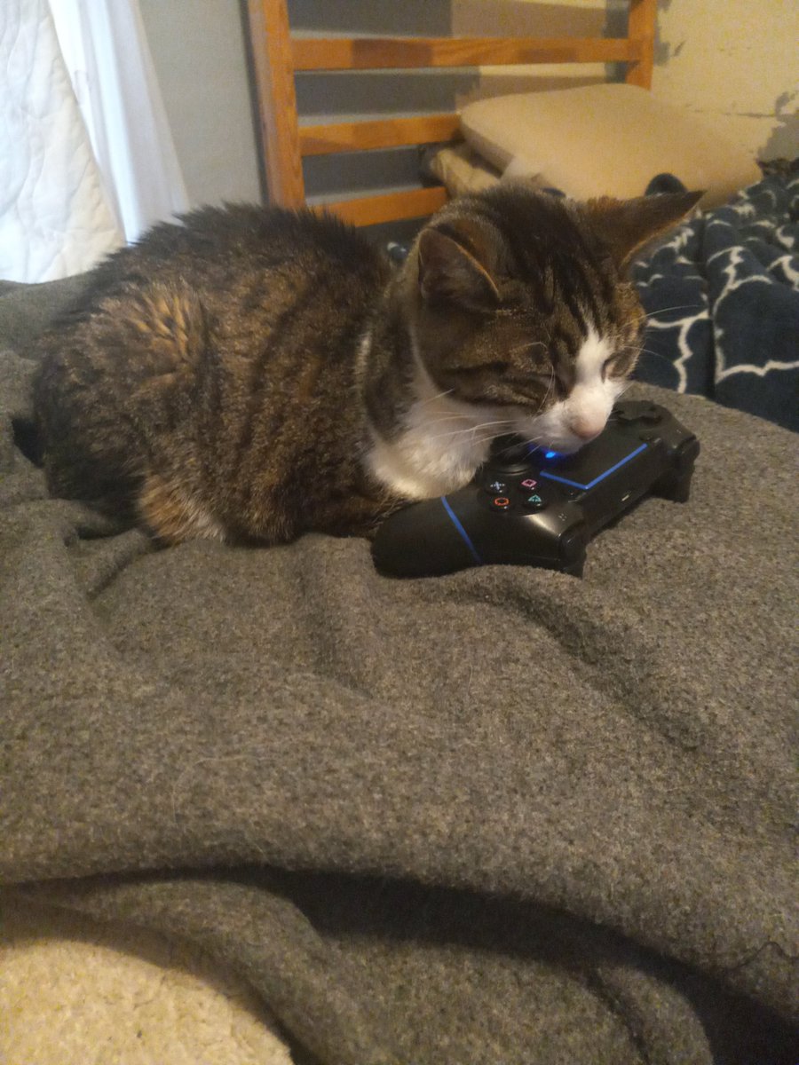 muix43's tweet photo. @ScottFalco Gaming cat https://t.co/KKBZsfBaJH