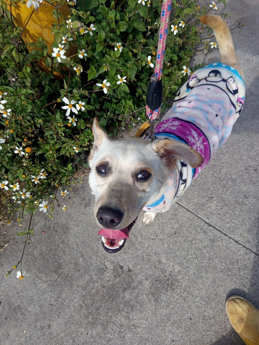 Compartimos texto:
¡Urge adopción porque está en un antirrábico!

Hanna un año , protocolo completo,lleva 5 meses en el centro de control canino,la regresaron 2 veces talla CH es dócil ,pero está muy ansiosa por estar en la jaula 🥺

Si la puedes adoptar manda WhatsApp al 55 3009