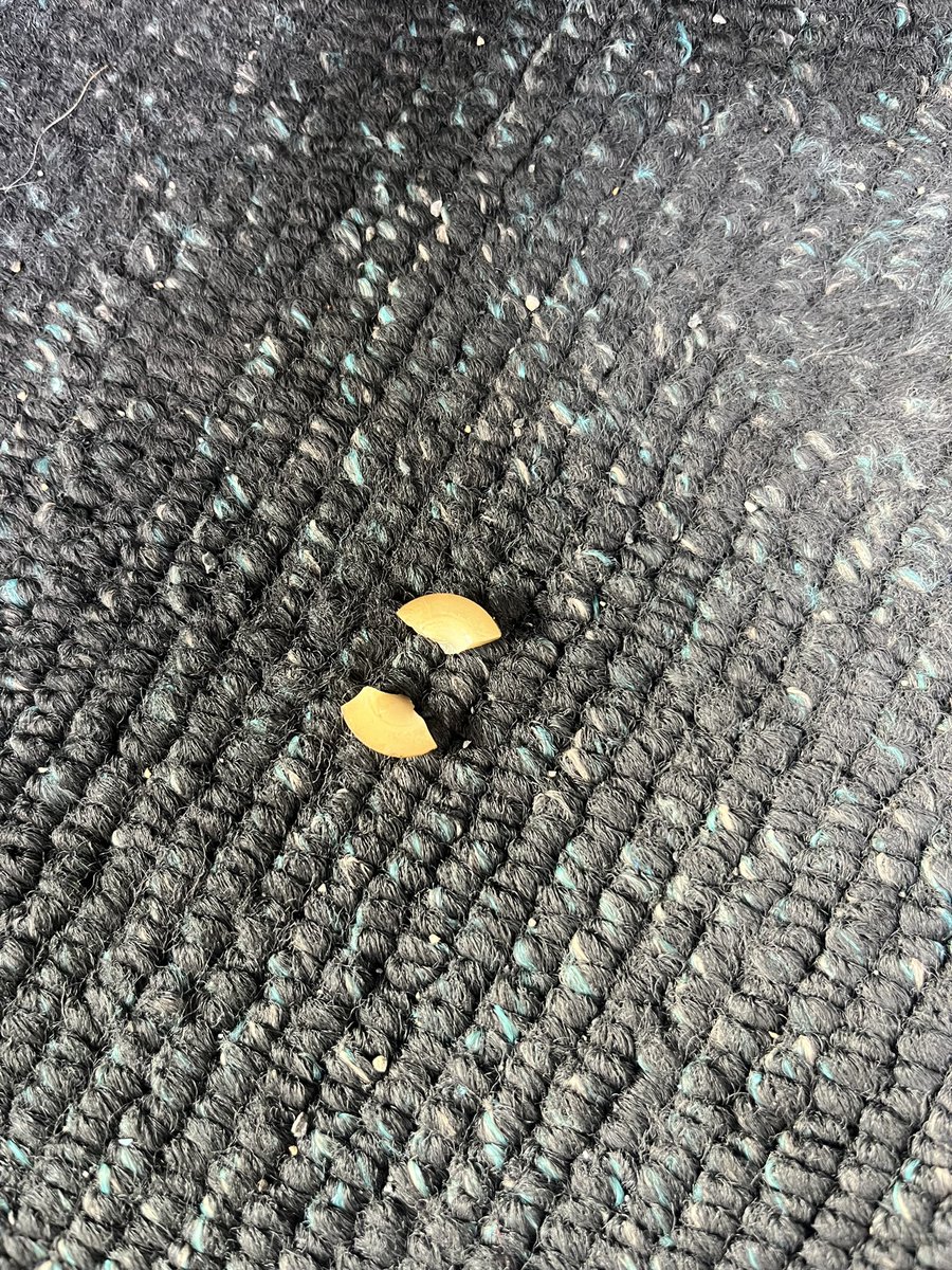 足回りにピーナッツみたいなん落ちてた