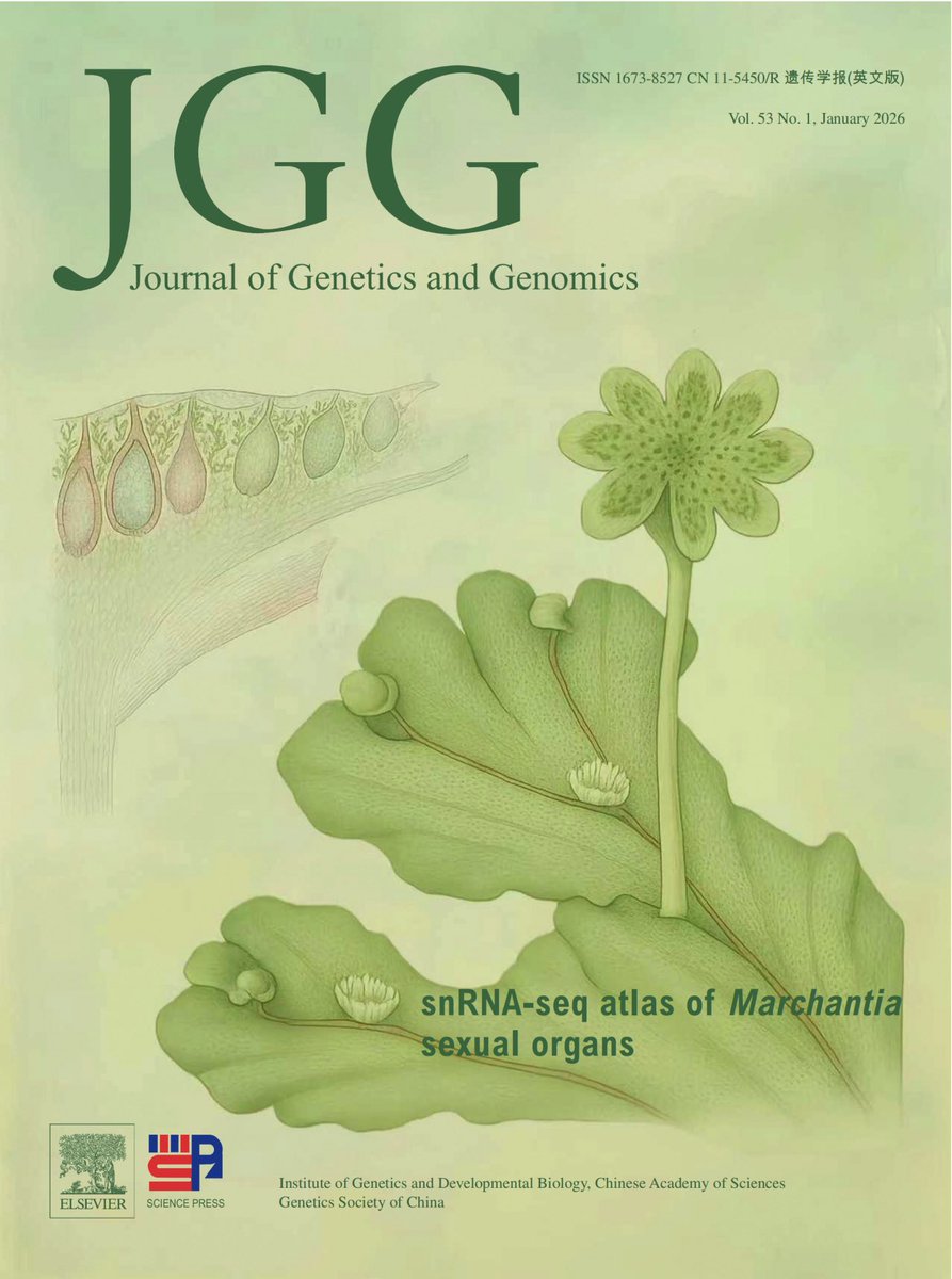 JGenetGenomics's tweet photo. The first issue in 2026 is online now.

https://t.co/4c67WbrvMl

Cover: snRNA-seq atlas of Marchantiasexual organs https://t.co/d5YlEE8Ezg