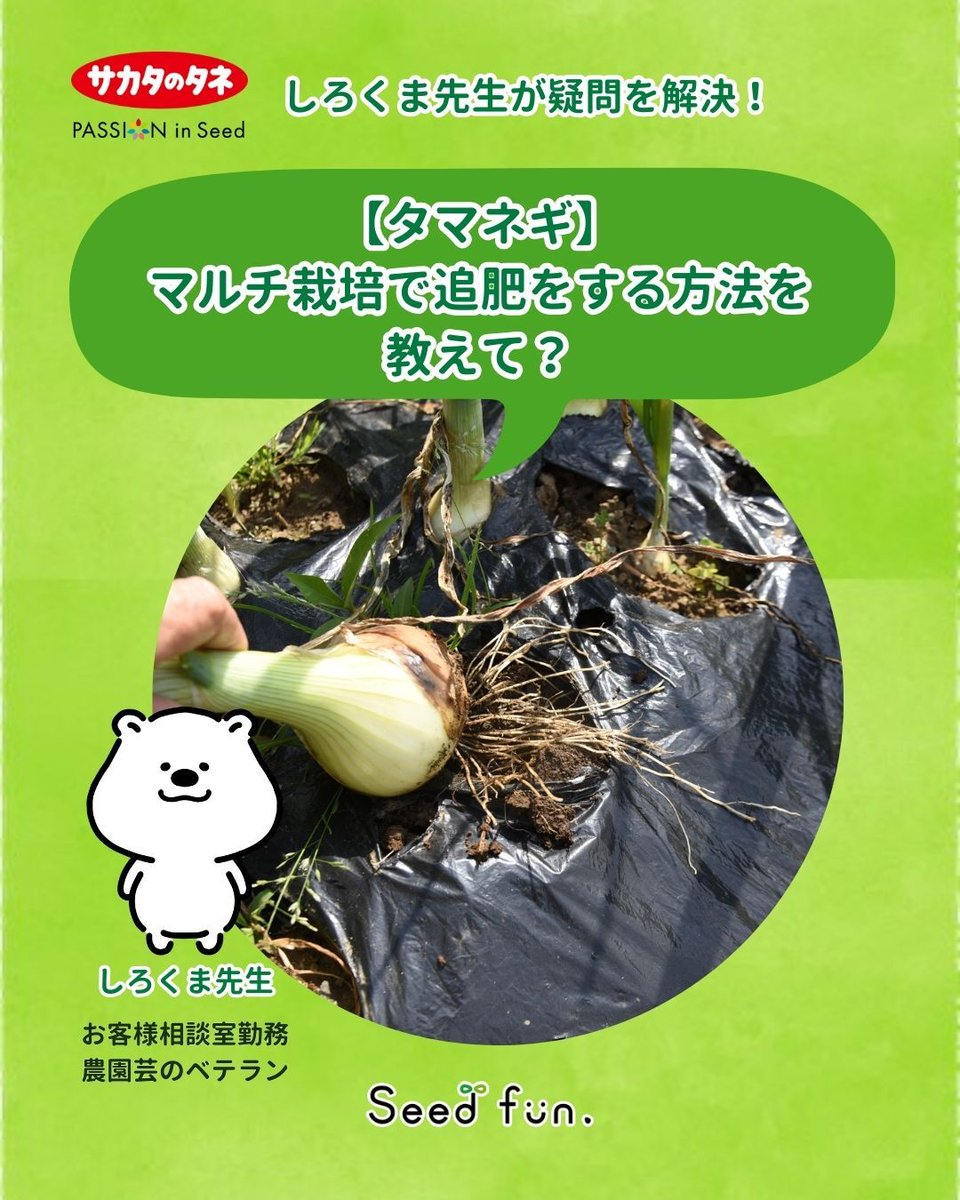サカタのタネ_Seedfun.【公式】 (@sakatanotane_jp) / Posts / X