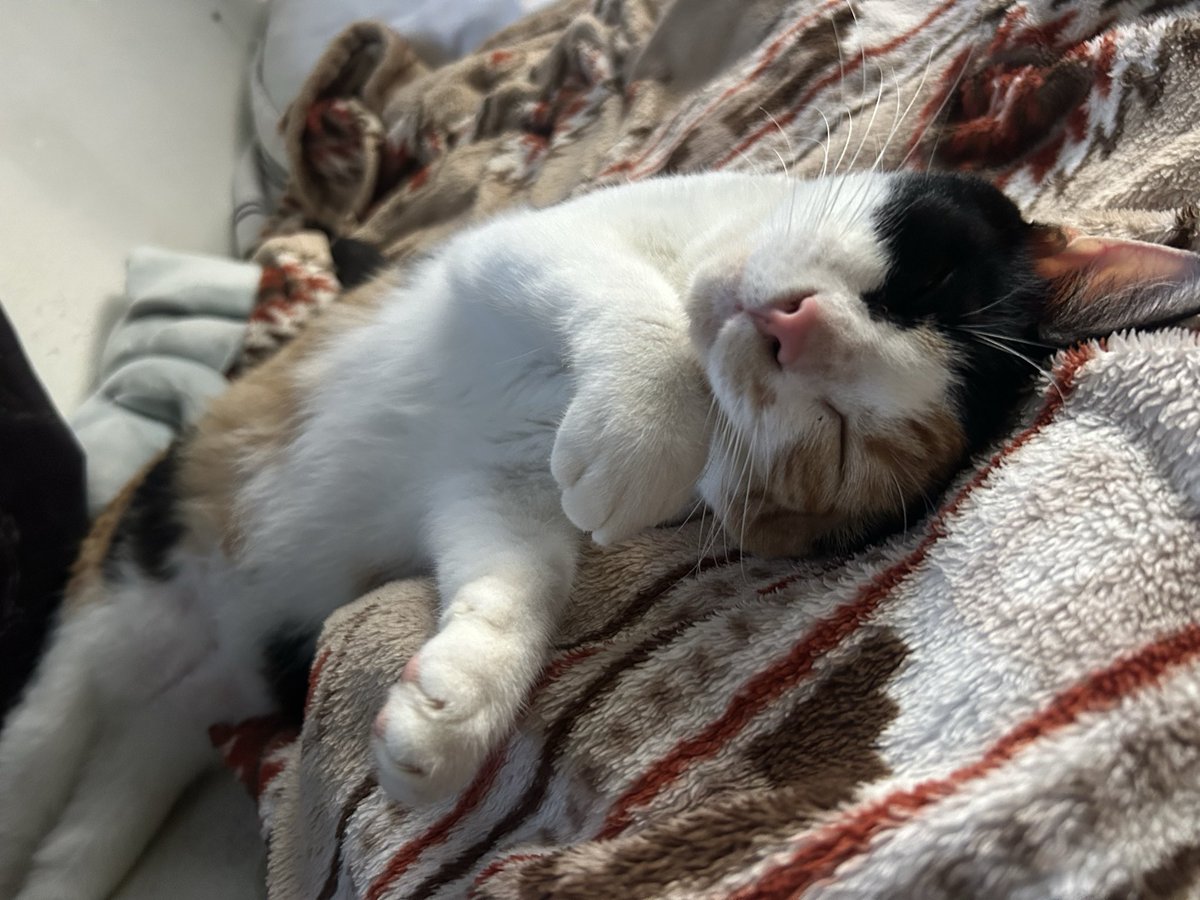 Meet my girl MAC 🐈