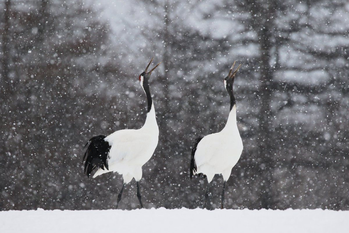 【2026年 新年のご挨拶】

あけましておめでとうございます。

昨年は当会の自然保護活動にご協力いただき、ありがとうございました。本年も引き続き、絶滅危惧種の保護や野鳥の生息地保全に努めて参ります。
本年もどうぞよろしくお願い申し上げます。

皆さまにとって、よい一年になりますように。