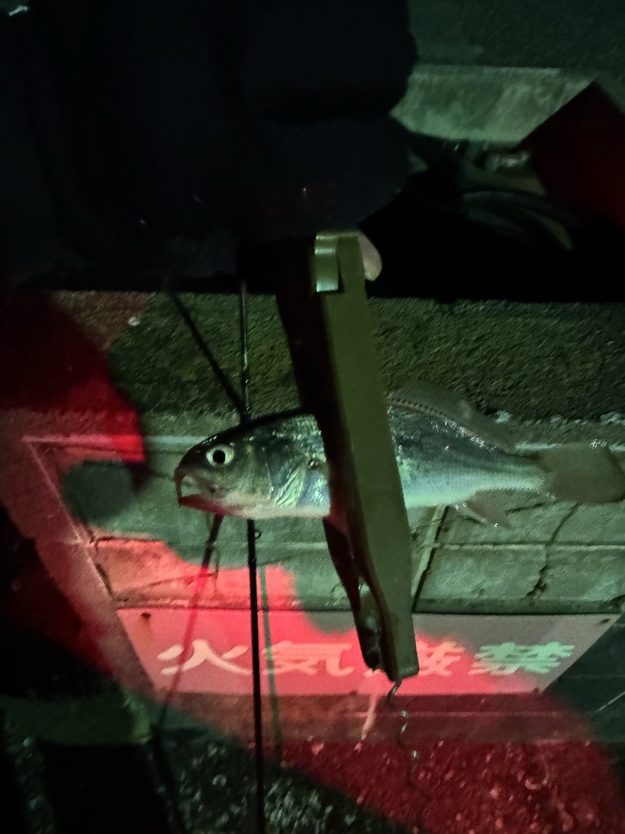 昨日は18時半〜19時半までで12匹てイシモチ釣り終了
18〜20cm平均とサイズも少しづつ安定