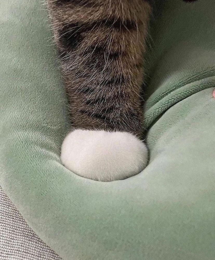 かわいいおてて