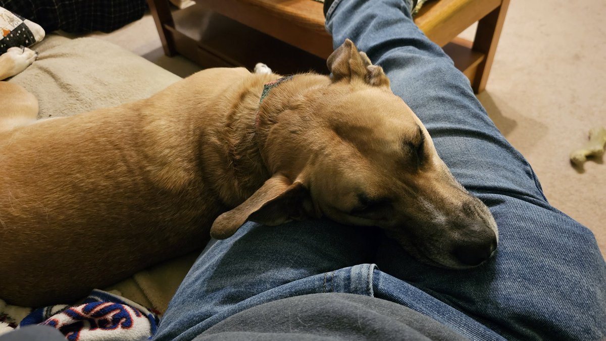 drnik46's tweet image. I guess this is comfortable since she's sleeping. #DailyRio