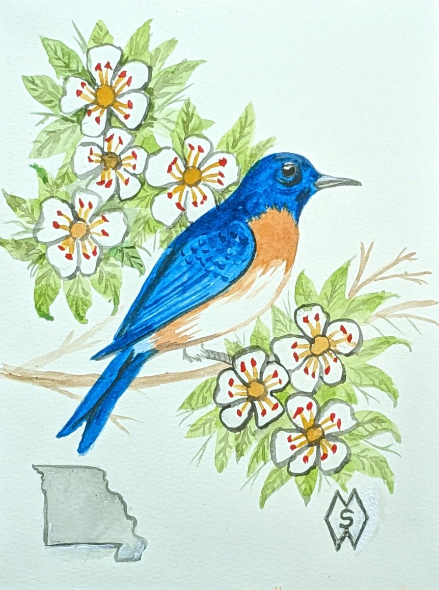 MattStarrFineA1's tweet image. Jan. 4th is National Missouri Day.  This is my watercolor painting of the Missouri state bird, the eastern bluebird and the state flower, the white hawthorn blossom. redbubble.com/shop/ap/140153…   

#mattstarrfineart #Missouri #bluebird #birds #hawthorn #flowers #art #paintings