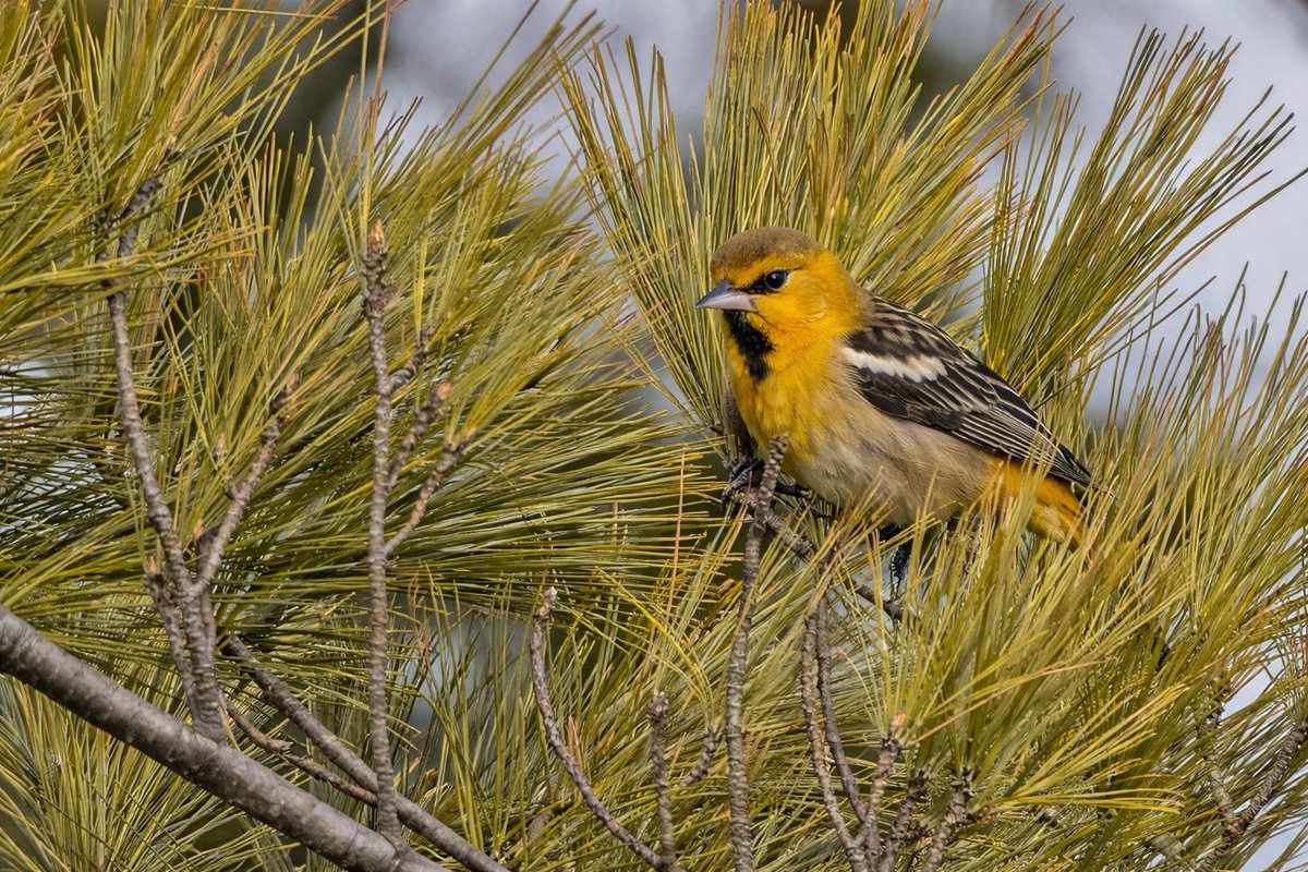 EJ Bartolazo tweet media