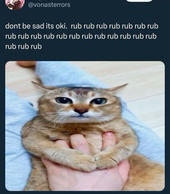 Cool Cat Society (@coolcatsociety) on Twitter photo 