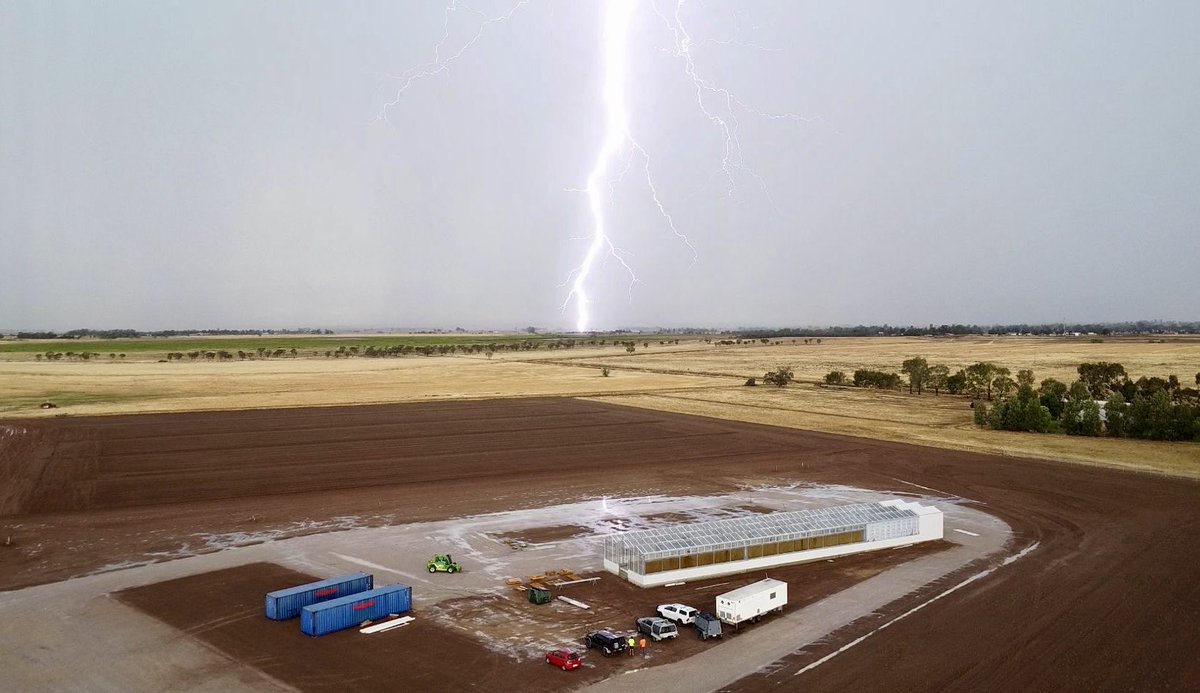 Rice Breeding Australia tweet media