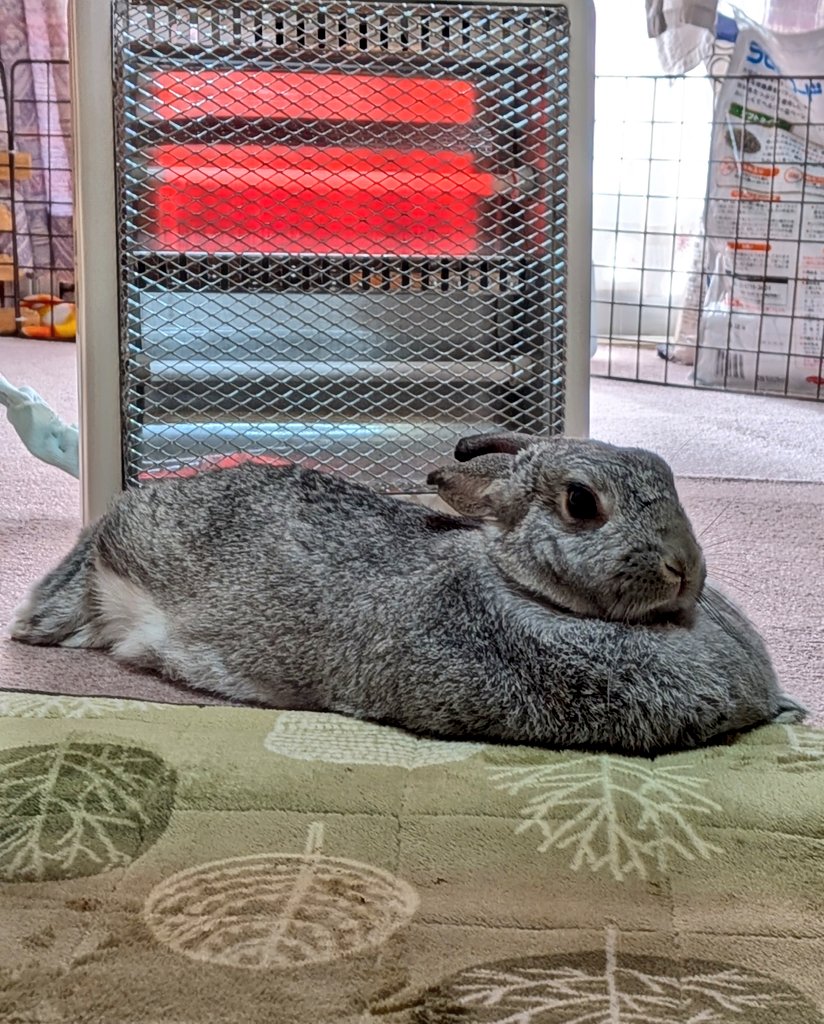 １月５日(月)
今日からいつもの日常が
戻って来ました☺️🐰✨
うちは午年率が高く
我が家、息子家族、娘夫婦
計８人のうち
４人が午年🐴🥕🥕
今年はきっとウマく行く〜♪
良い１年になるねって
何となく確認し合った
お正月でしたよ😁👍🍀

安全第一、健康第一で
今週もよろしくお願いします🌹