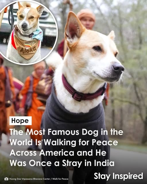 mewsreporter's tweet image. Aloka, a dog walking 2,300 miles across America alongside Buddhist monks, is spreading peace and compassion in every city he passes through. While the Walk for Peace journey began in Fort Worth, Texas, Aloka's journey began 8,400 miles away in India. He was once a stray wandering…