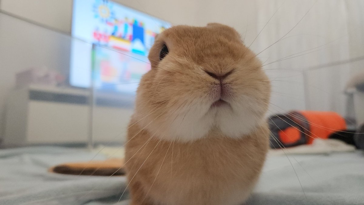 ともみ tweet media