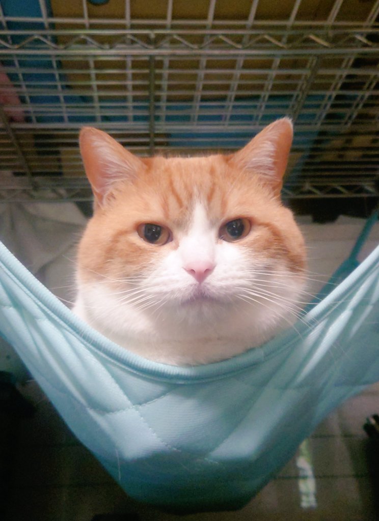 おちゃまる おちゃまる (@ochamarusan0126) / Posts / X