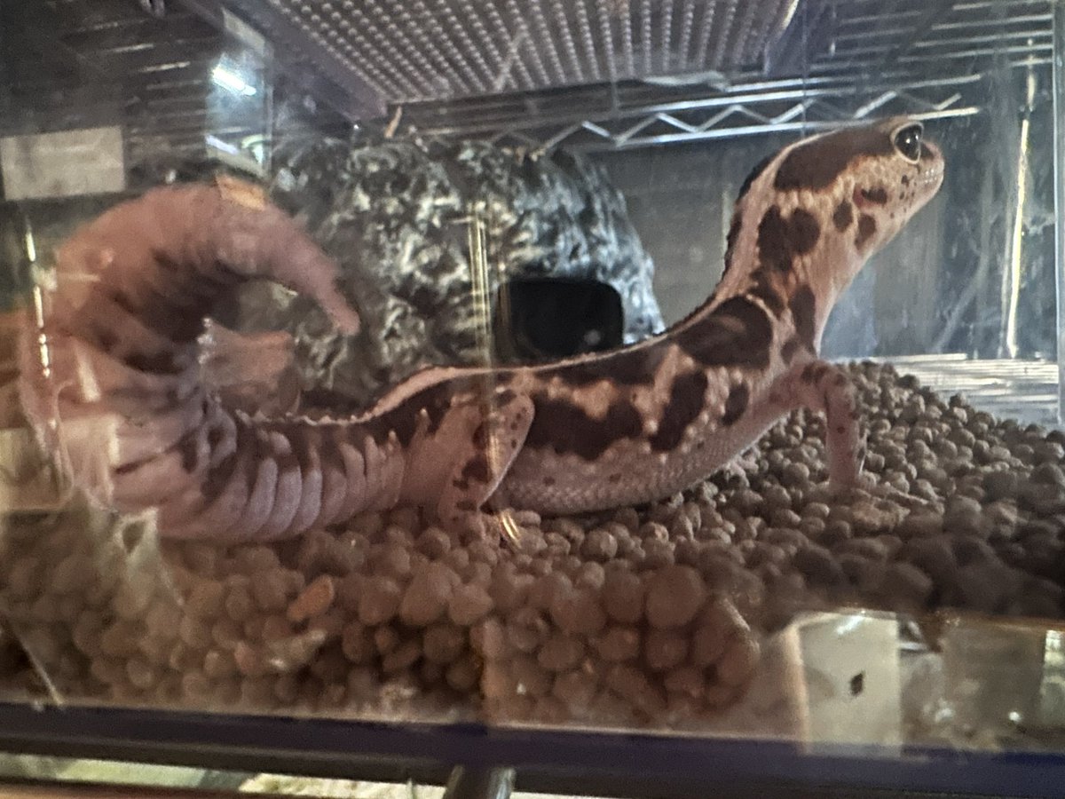 🌶️紫焔華🌶️ (@alphonse93385) / Posts / X