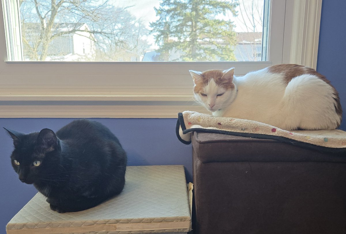 Busy Boy Floyd tweet media