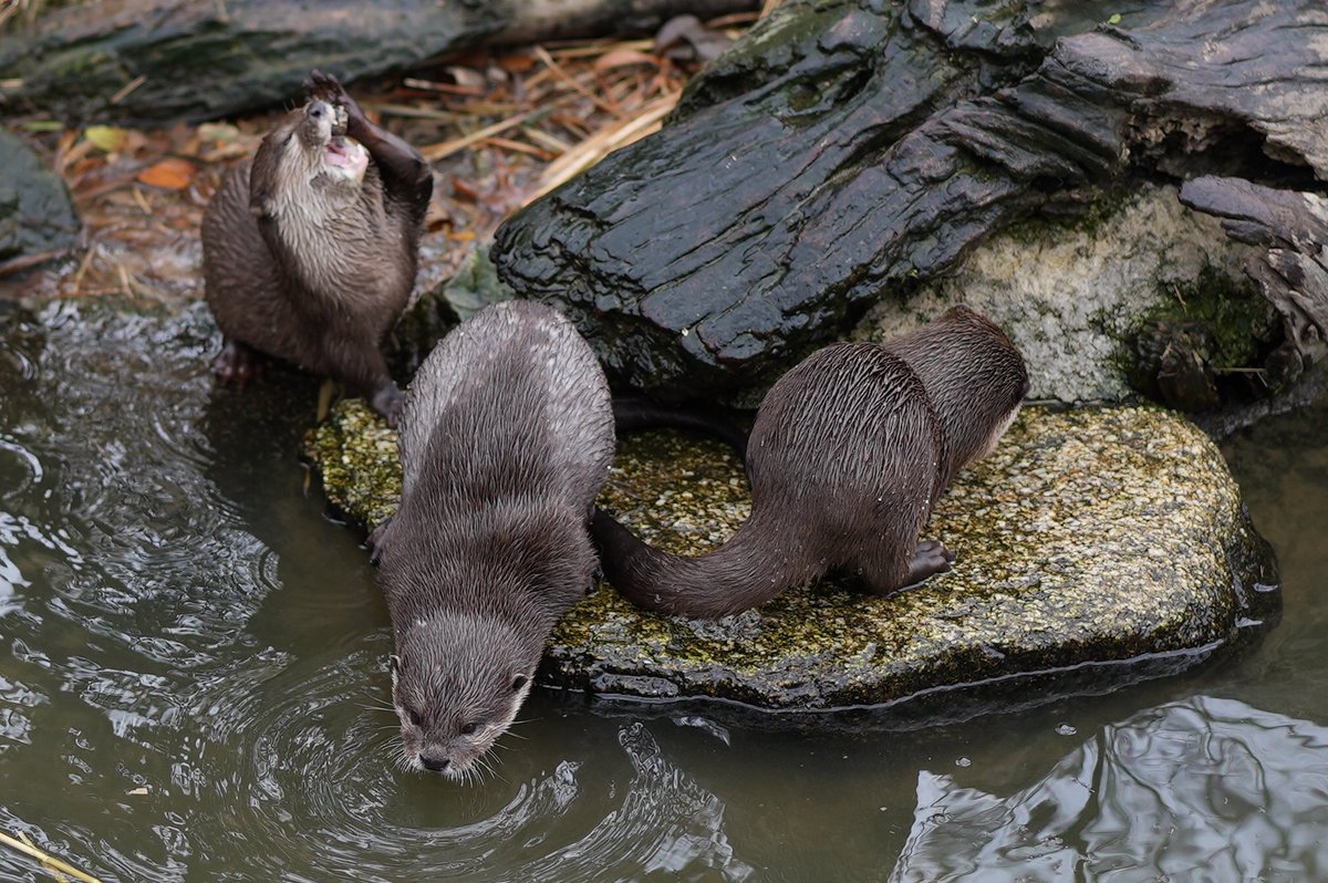 Bread 🍞 (@breadbunbunny) on Twitter photo 