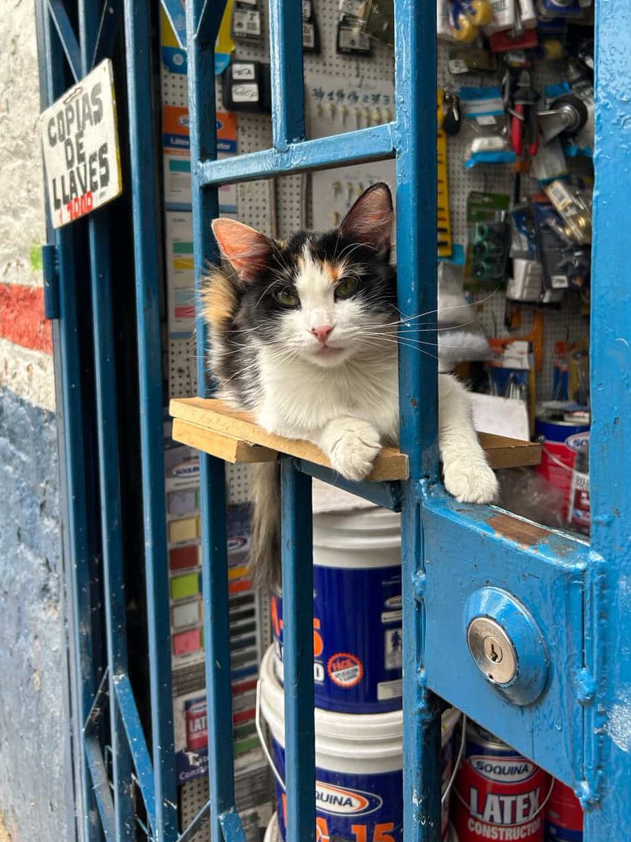 Bodega Cats tweet media