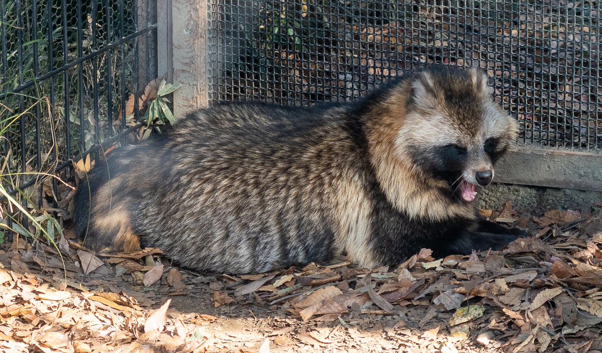 仕事始めの人が多いので昨日行った動物園のたぬきを置いておきます