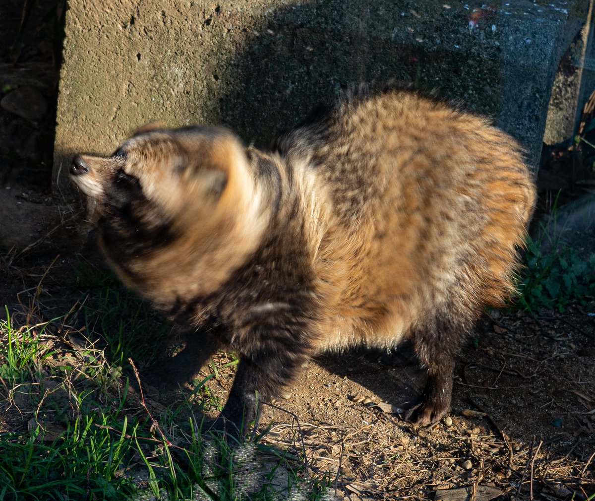 仕事始めの人が多いので昨日行った動物園のたぬきを置いておきます