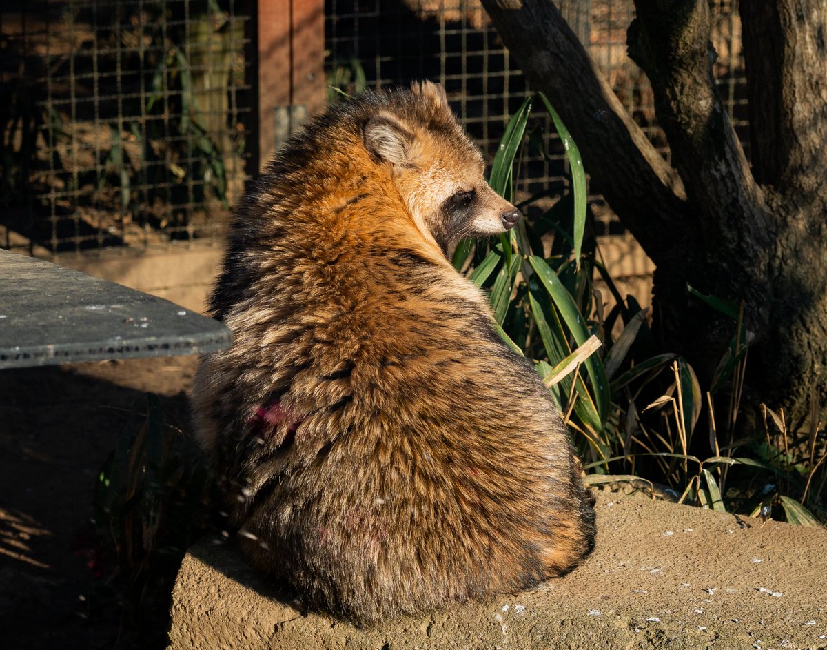 仕事始めの人が多いので昨日行った動物園のたぬきを置いておきます