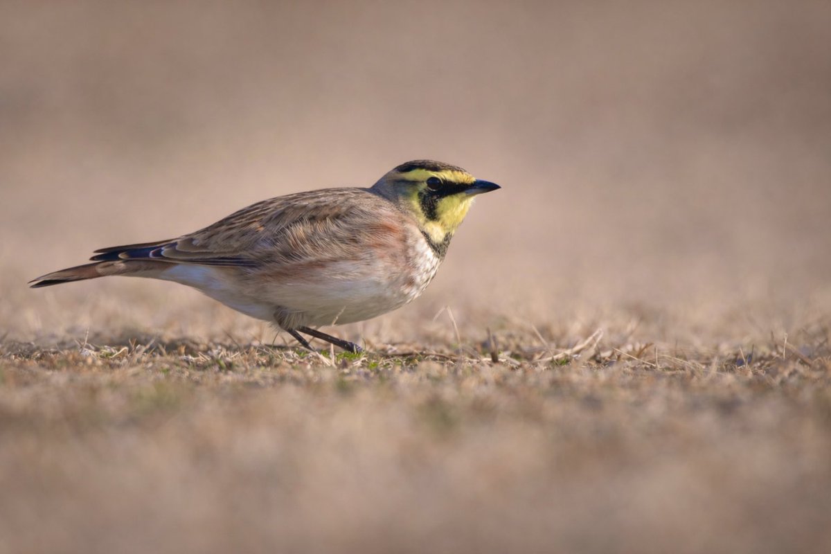 EJ Bartolazo tweet media