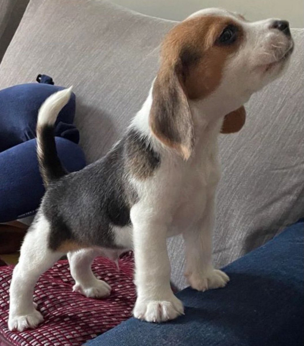 AWWWWWWOOOOOOOOOOOOOO