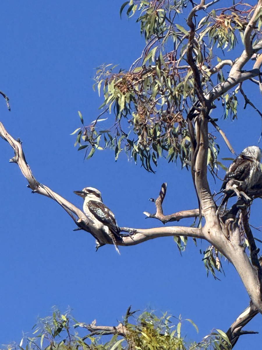 90Priscilla's tweet image. You know it’s going to be a warm one when the Kookaburra’s are out! #love #fortresswa #perthlife #native #birds #downunder 💕