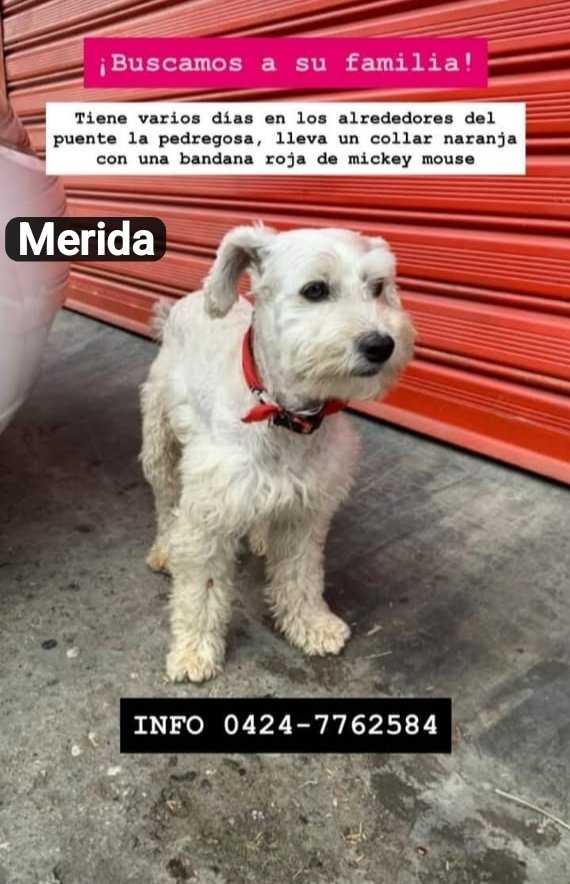 PerroUsuario's tweet photo. Atención  Mérida Venezuela RP @SOSFaunaMerida: #Merida  compartir. 🙏🏻 https://t.co/9Iqxr043jx
