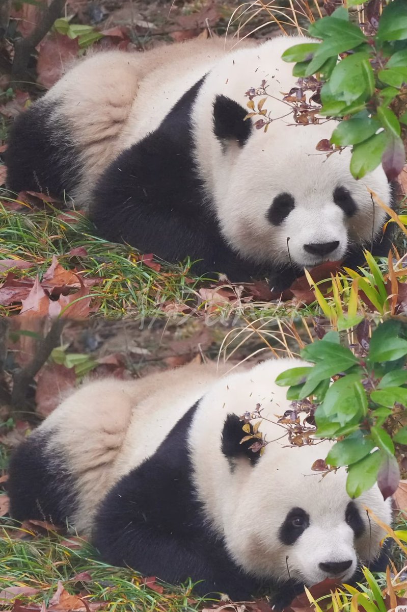 熊猫ページ Are you here to take a shit? # Panda