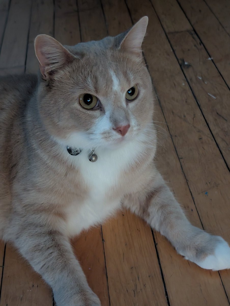 EnotInv's tweet image. What a chud