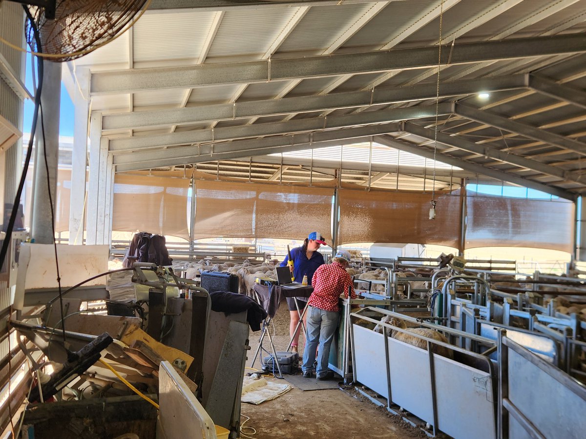 O'Brien Poll Merino and O'Brien Dohne Merino tweet media